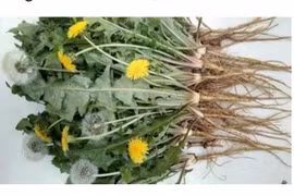 Loại rau "tốt nhất thế giới", ở nước ta mọc um tùm như cỏ...