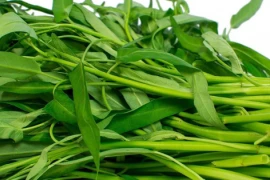 3 loại rau bổ hơn thịt, rẻ hơn thuốc: Sánh ngang nhân sâm tổ yến