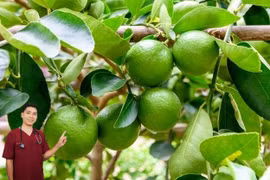 Loại quả được ví như “vàng xanh” cho sức khỏe, chữa nhiều bệnh