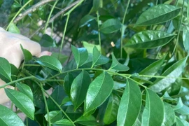 "Loại lá thơm phức dùng nấu ăn là "kho" dinh dưỡng cho sức khỏe