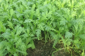 Những người tuyệt đối không nên ăn rau cải cúc kẻo mang bệnh vào người