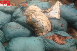 Kinh hoàng ruồi nhặng “vỡ tổ” bu đầy xưởng sản xuất mỡ bẩn