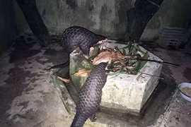 Giải cứu thành công 2 cá thể tê tê vàng quý hiếm