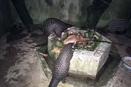 Giải cứu thành công 2 cá thể tê tê vàng quý hiếm