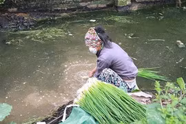 Mất vía cảnh rửa rau ở rãnh nước đầy phân