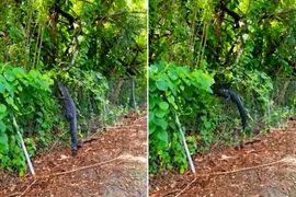 Cá sấu khủng vô tư trèo hàng rào thép đột nhập sân golf