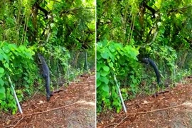 Cá sấu khủng vô tư trèo hàng rào thép đột nhập sân golf