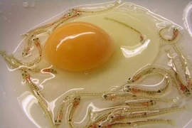 Kinh hãi những món “ăn tươi nuốt sống” ở Nhật Bản