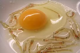 Kinh hãi những món “ăn tươi nuốt sống” ở Nhật Bản