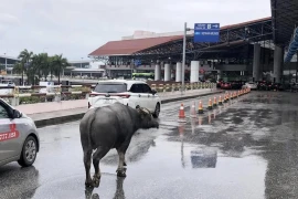 Trâu bất ngờ xuất hiện ngay trên đường dẫn lên sân bay Nội Bài