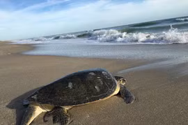 Rùa xanh bị xẻ thịt bán ở chợ Kiên Giang quý hiếm cỡ nào?