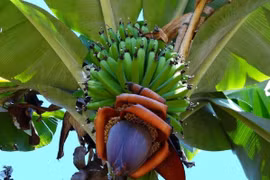 Chuối khổng lồ cho 300 quả mỗi buồng, có tiền chưa chắc mua được