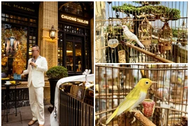 Tận thấy đàn chim quý tộc 10 tỷ của đại gia phố cổ