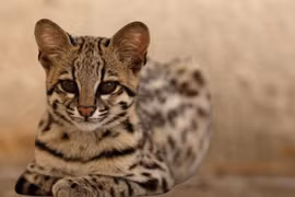 Tận thấy giống mèo cảnh 2,5 tỷ khiến đại gia “móc ví” 