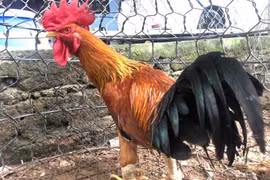 Giống gà quý hiếm 40 triệu đồng/con giúp người nuôi “hốt bạc“