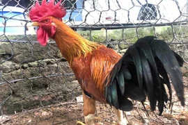 Giống gà quý hiếm 40 triệu đồng/con giúp người nuôi “hốt bạc“