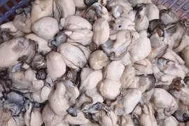 Hàu sữa rẻ chưa từng có, nhập về 'phù phép' theo cách mới lạ