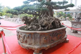 Sửng sốt sanh cổ 300 tuổi rễ ôm đá đẹp nhất Việt Nam