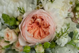 Vì sao hoa hồng Juliet đắt nhất thế giới?