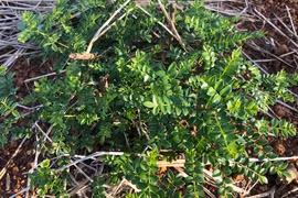 Cây mọc bờ bụi giúp nông dân kiếm tiền tỷ đặc biệt cỡ nào?