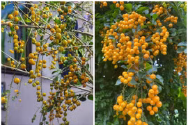 Bất ngờ cây dại “cho không ai lấy” lên Hà Nội “hốt” tiền triệu 