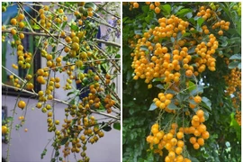 Bất ngờ cây dại “cho không ai lấy” lên Hà Nội “hốt” tiền triệu 