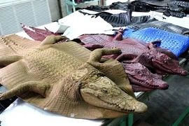 Hình ảnh rùng rợn khó tin trong trang trại nuôi cá sấu