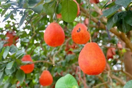 Bưởi “tiến vua” nửa triệu đồng/quả vẫn “cháy hàng” trước Tết Nguyên đán 