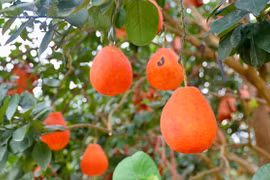 Bưởi “tiến vua” nửa triệu đồng/quả vẫn “cháy hàng” trước Tết Nguyên đán 