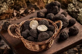 Tận mục loại nấm hơn 2 tỷ đồng/kg phải thuê chó săn tìm 