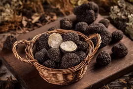 Tận mục loại nấm hơn 2 tỷ đồng/kg phải thuê chó săn tìm 