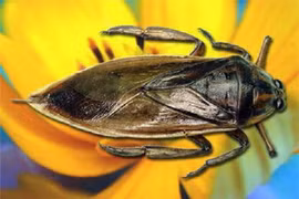 5 triệu đồng/kg cà cuống, đại gia vẫn “mạnh tay” lùng mua