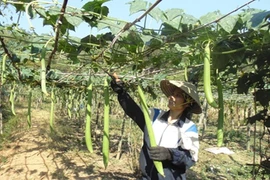 Những giàn mướp hương hái ra tiền của nông dân Việt