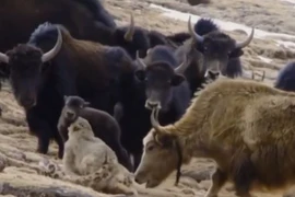 Bò Tây Tạng cứu con xông vào báo tuyết húc văng lên trời