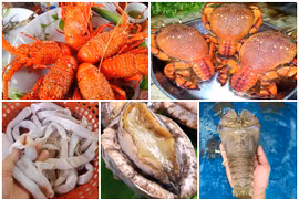 5 loại hải sản đắt đỏ ở các vùng biển đảo Việt Nam 