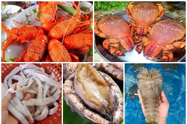 5 loại hải sản đắt đỏ ở các vùng biển đảo Việt Nam 