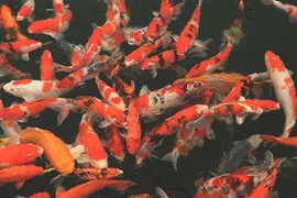 Chiêm ngưỡng hồ cá Koi “dát” đá quý 10 tỷ của đại gia Thái Nguyên