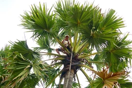 Kiếm tiền triệu từ nghề trèo cây lấy mật thốt nốt 