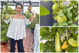 Khu vườn ngập cây trái trong nhà Diệp Bảo Ngọc