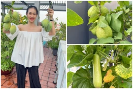 Khu vườn ngập cây trái trong nhà Diệp Bảo Ngọc