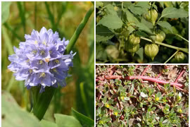 3 loài cây mọc dại cho lợn ăn bỗng hóa “mỏ vàng“