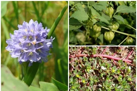 3 loài cây mọc dại cho lợn ăn bỗng hóa “mỏ vàng“