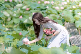 Chụp ảnh sen: Hoa nở rộ, chủ đầm “hốt” bạc triệu mỗi ngày