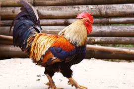 Gà 9 cựa đại gia lùng mua ăn Tết đắt đỏ và hiếm cỡ nào?