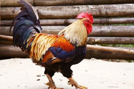 Gà 9 cựa đại gia lùng mua ăn Tết đắt đỏ và hiếm cỡ nào?