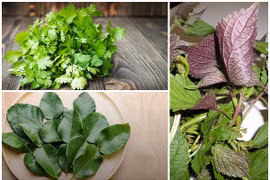 Rau gia vị mọc nhan nhản ở Việt Nam đắt cỡ nào ở nước ngoài?