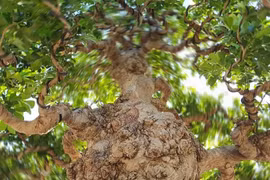 Cận cảnh “đại lão ngâu” bonsai tiền tỷ “chấn động” giới chơi cây
