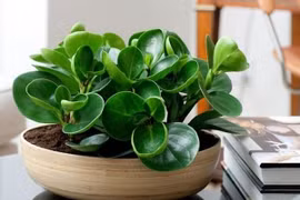 Top cây mini kịch độc dân văn phòng ưa chuộng