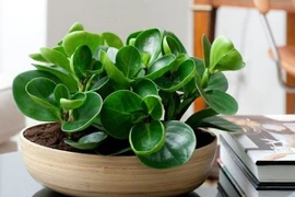 Top cây mini kịch độc dân văn phòng ưa chuộng