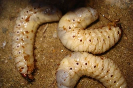 3 đặc sản ghê rợn “giá chát” được ví như “thần dược phòng the“